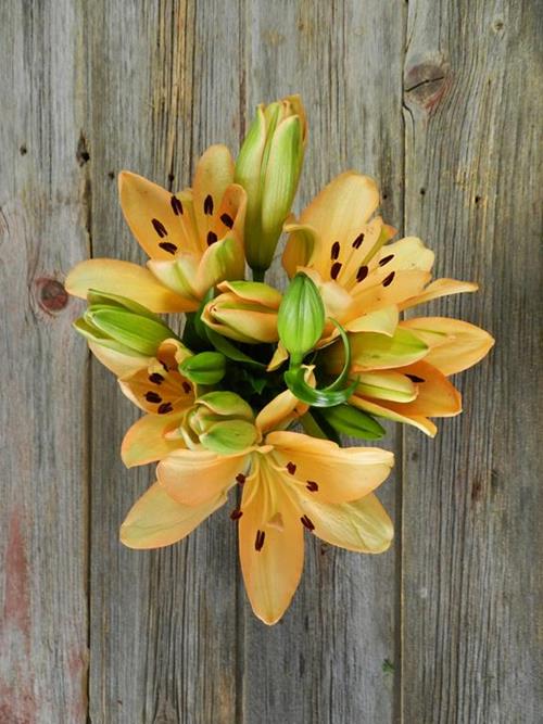 MENORCA  BLOOM PEACH L.A. HYBRID LILIES